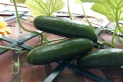 20170717_155037_resized