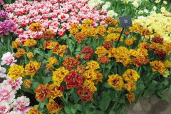 2018-04 Keukenhof