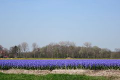 csm_keukenhof.nl_028_f5a34ae9b3