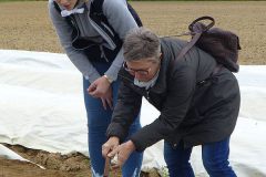 csm_Spargel_stechen_1a5117482b