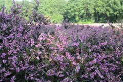 csm_Bad_bevensen_25.8_bis_30.8.19_136_e16bdaad7f