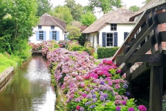 Blumenpracht