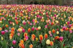 k-IMG_20220413_110340