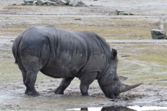 2024-04 Safaripark Beekse Bergen