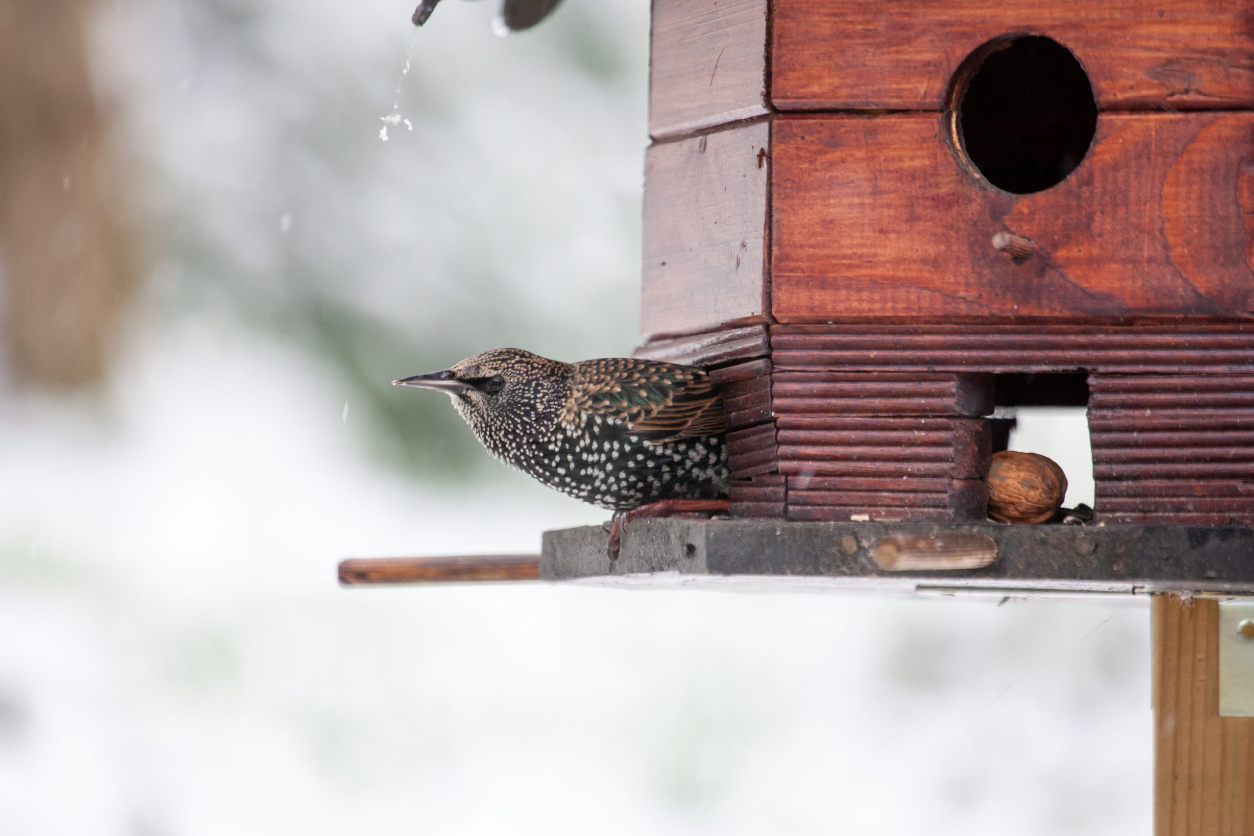 Mehr über den Artikel erfahren „Wir stellen selber Vogelfutter her“