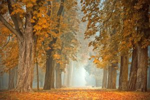 Mehr über den Artikel erfahren Liebevolle Herbstgeschichten