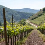 Reibekuchen trifft Wein im Ahrtal